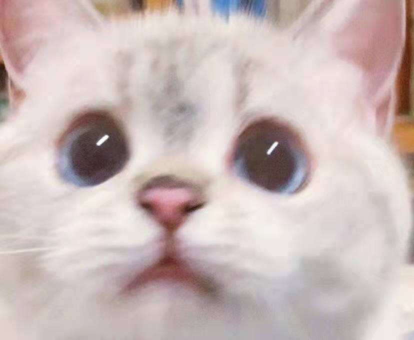 90后|在公司养猫咪是种什么体验?