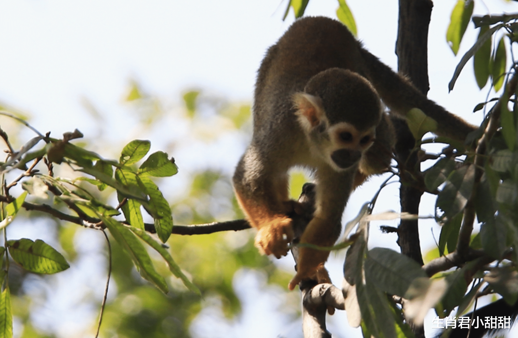 南昌|努力付出就会有回报，未来半个月时间，属猴人迎来事业上的春天