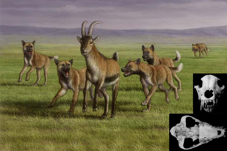  你养我啊？没错！研究显示，欧洲的远古人类，可能会从野狗的嘴里抢食