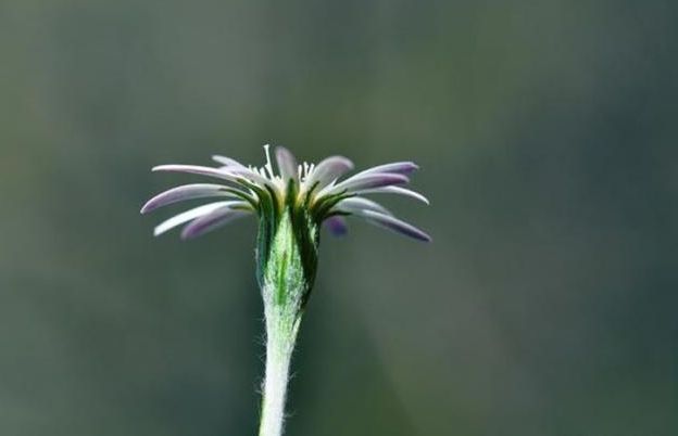 豹子|农村中霸气的野草,如今价值非常高,治疗风湿的疗效相当不错