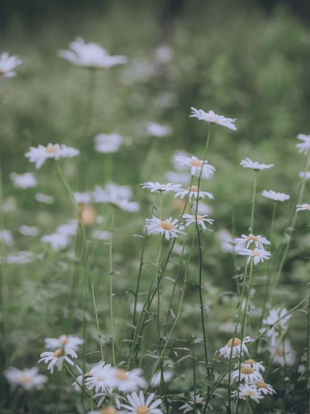 花落花潮|“老婆，你结婚时陪嫁的嫁妆呢？”妻子的回答令丈夫崩溃