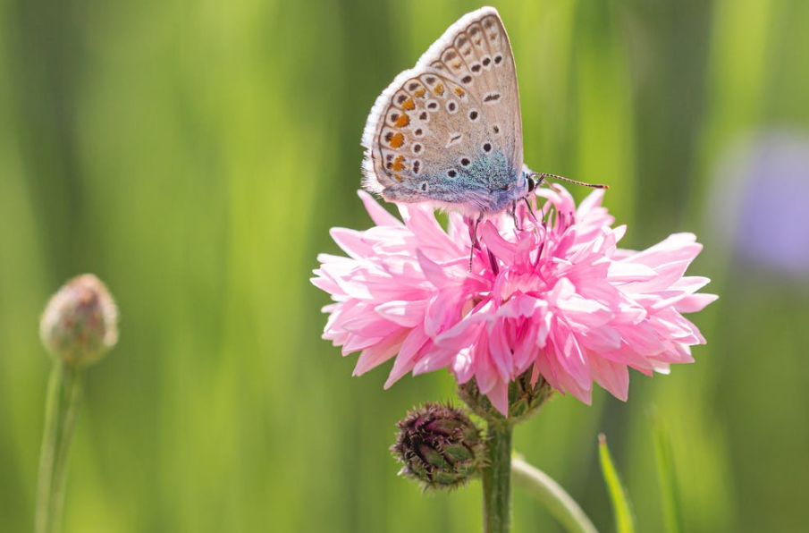 生肖|5月底,否极泰来,财源滚滚进账,3大生肖职场得心应手,名利双收