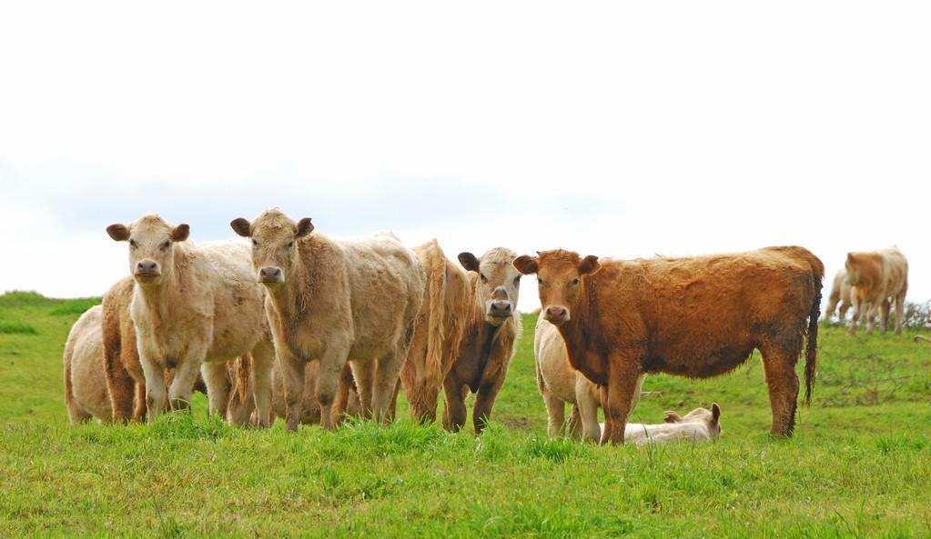 化石 为何在牛身上开洞,人类还伸手进去掏,牛不会痛吗?