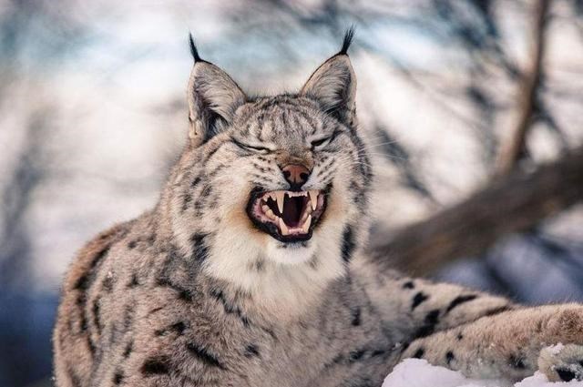 猞猁|外形软萌可爱的猞猁，为何能让凶狠残暴的狼都“秒变怂”呢？