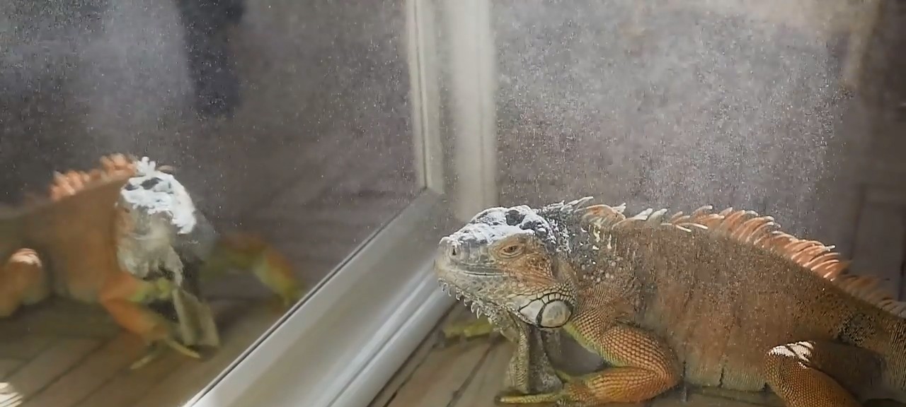 成哥看社会|生物奇探:地球上聪明的几种生物,倭黑猩猩已经几乎接近人的智商