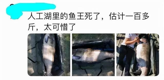 花鲢|300斤的鳙鱼,400斤的青鱼,“四大家鱼”到底能长多大?
