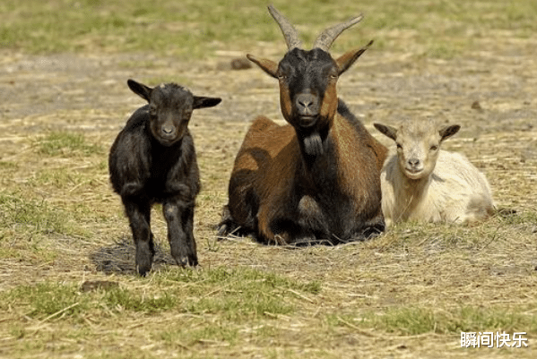 生肖|10个羊9个富，尤其是以下4月份出生的大金羊，财运通达，事业兴隆