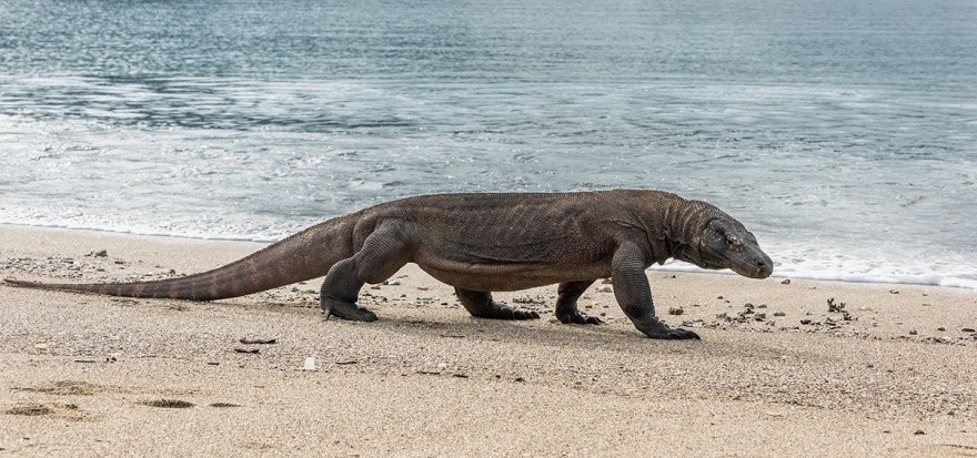 基因疗法 最新《世界濒危物种红色名录》发布，超过3.8万物种面临灭绝！