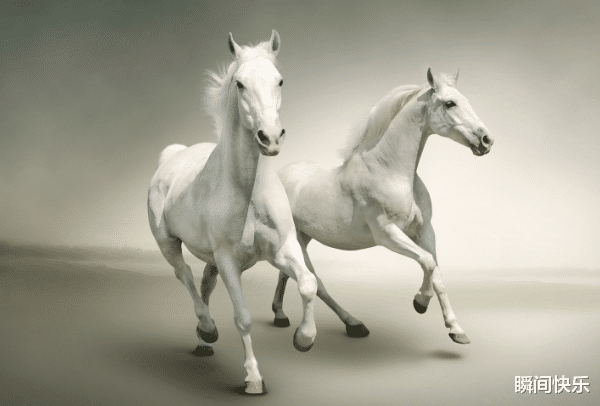 教师|惹不起的生肖马,7月下旬扭转乾坤,大金马大展宏图,工作心想事成