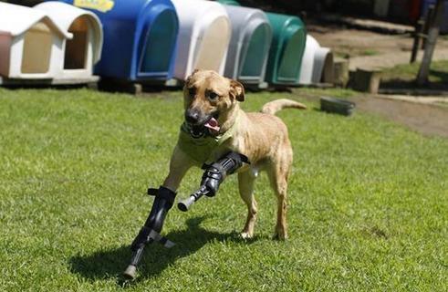 舜网 盘点这些身残志坚的小动物，心疼的同时被人类这样贴心的救助感动