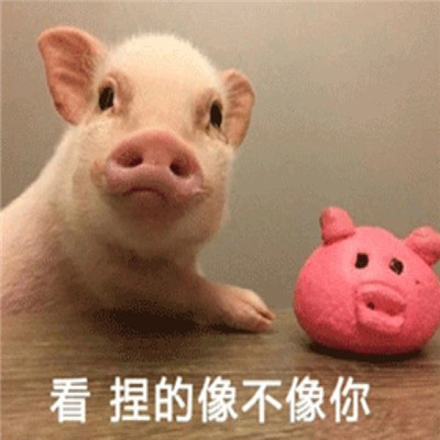 桉月|表情包： 全网无前任有也不承认