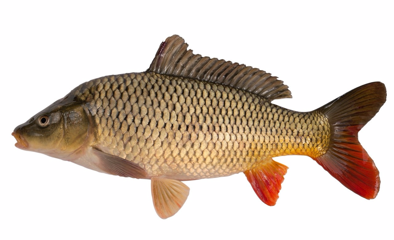 浙江省|一代代钓鱼人传下来的经验与技巧，关于钓鱼的口诀，你知道多少？