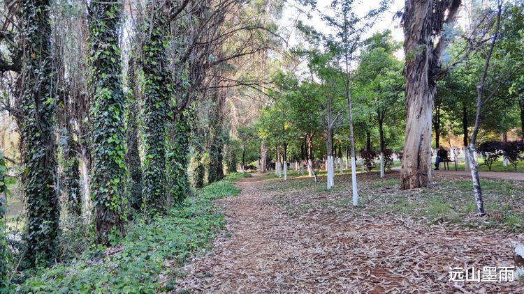 远山墨雨 昆明盘龙江边绿树浓荫、叶子花开，春来江水绿如蓝的景致，美