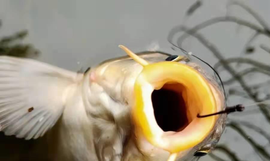 水库|热天必备！这鲤鱼钓法简单易上手，高手们都在用