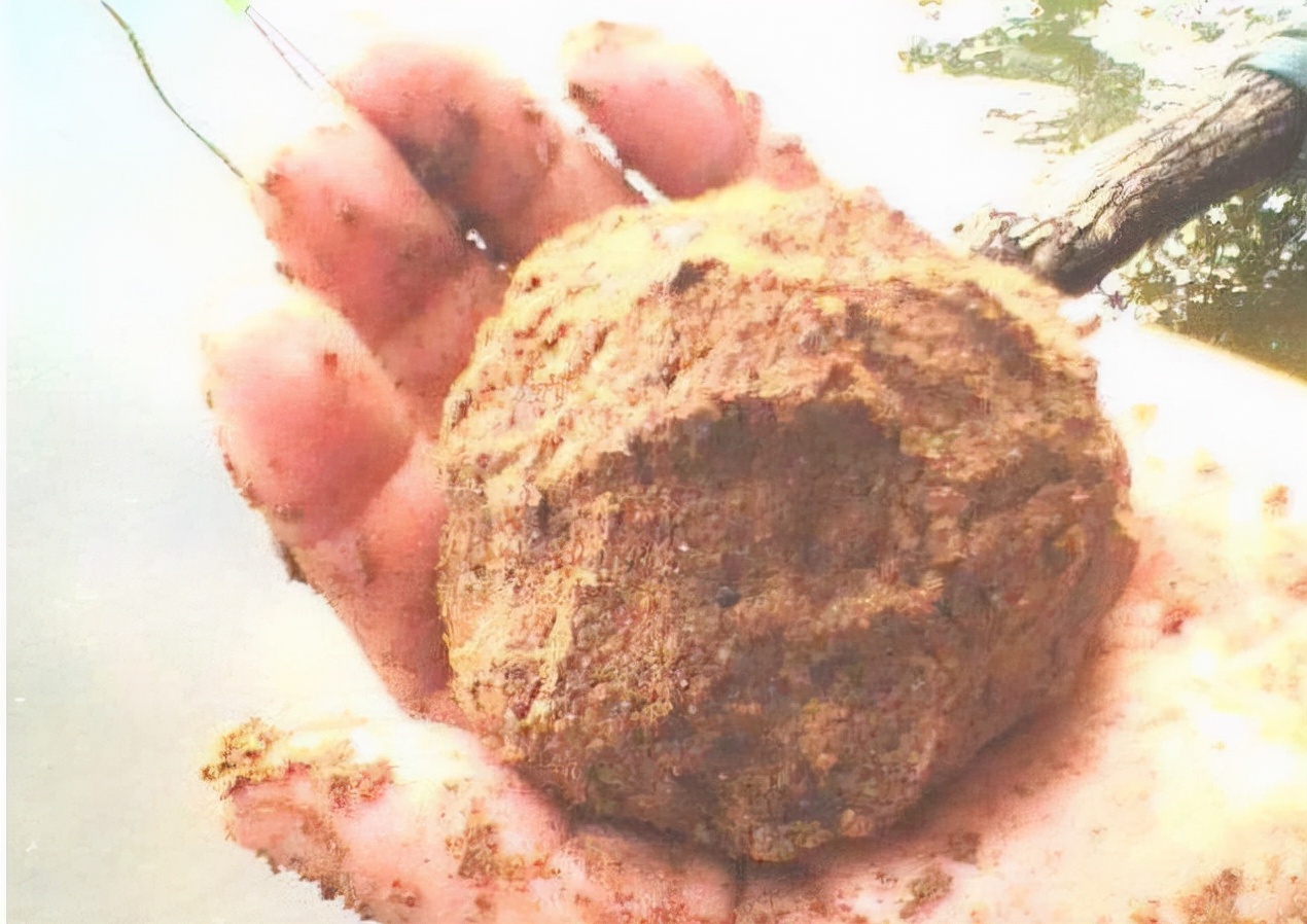 |窝料投放了,为何总是不聚鱼,问题多半出在这几个细节上