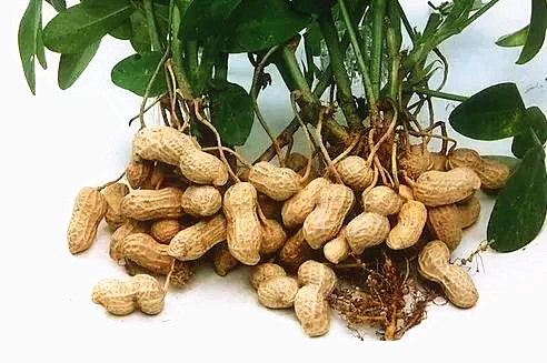 花生|花生叶治疗失眠有奇效