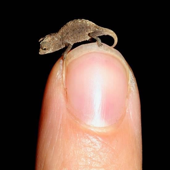 航天 世界上最小的4种小动物