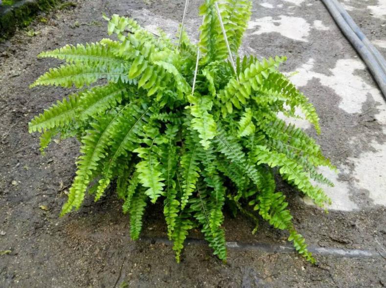 刚装修的新房子，摆上5盆漂亮花，杀菌消毒净化空气，值得拥有