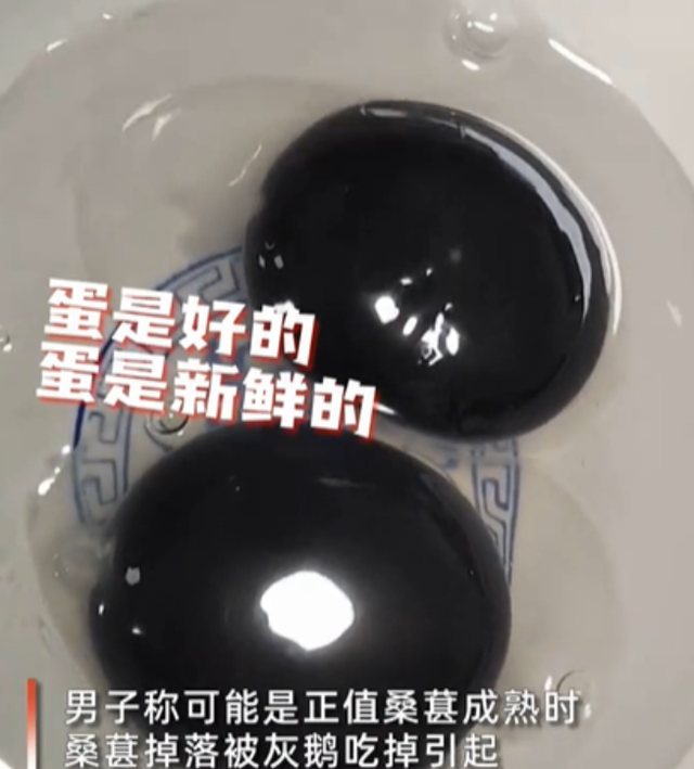 说学习大实话 浙江：普通灰鹅产下黑心蛋，疑似吃桑葚导致，主人称“活久见”