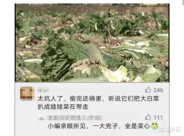 河北老人的“偷菜团”:他们偷走的是白菜,丢失的却是良知和尊严