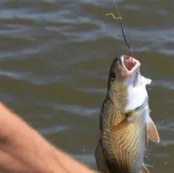 饵料|为什么钓鱼总是脱钩？问题不解决，野钓容易吃大亏——盛世三渔