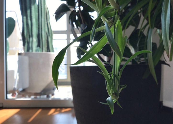 |柯蓝晒出自己住的房子，用铁架搭建了小阁楼，把阁楼当卧室来用