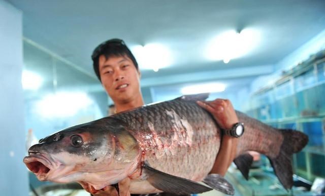 |青鱼的悲哀：吃不了玩不起，因无节制的野蛮生长而沦为“废柴”