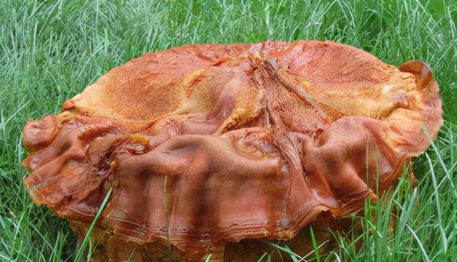 科学家 有哪些生物是违背生命规律的?跳出三界之外,你听说过“太岁”吗