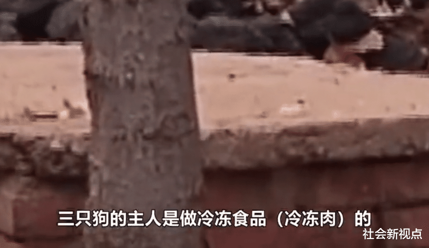 社会新视点 2年级男孩上学遇3条恶犬，被咬面目全非身亡，村民：长期喂狗吃生肉