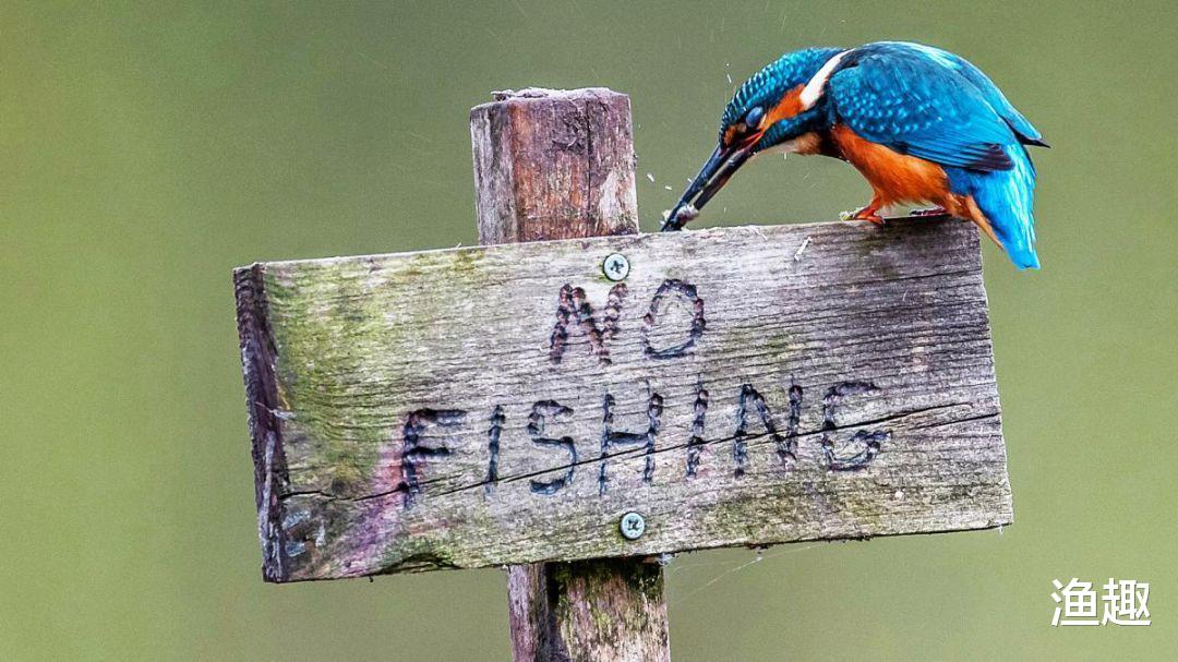 |一条鱼没钓到，钓友被打出熊猫眼，围观者说：活该