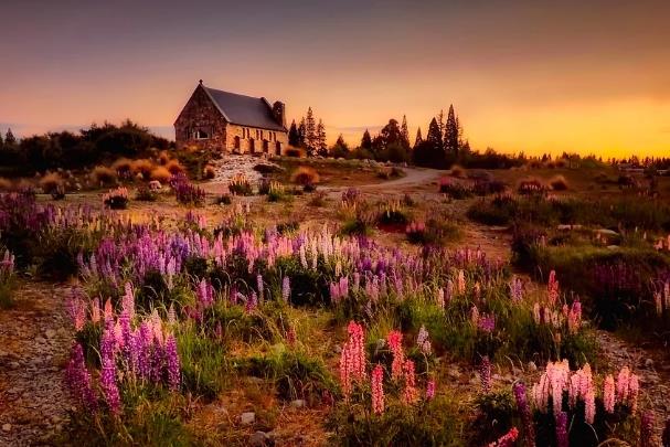 运势|家居盆栽植物放什么方位运势最好