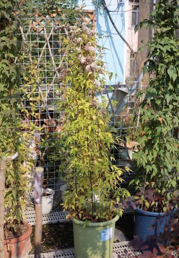 7种花冬天会假死,叶子掉光不要扔,明年还能大爆花!
