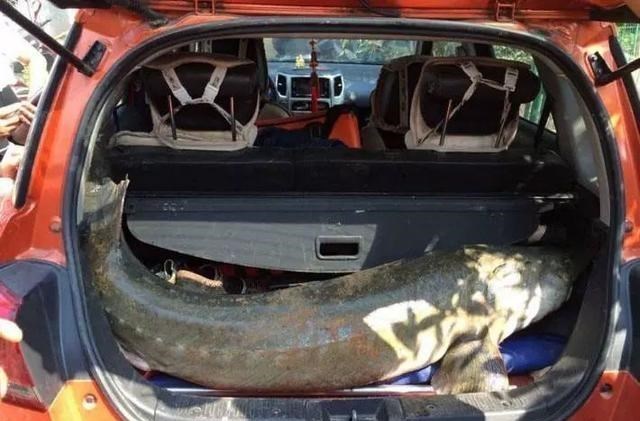 红眼|500斤的大鱼被放入垂钓池，这谁能钓起来？网友：得用钢筋