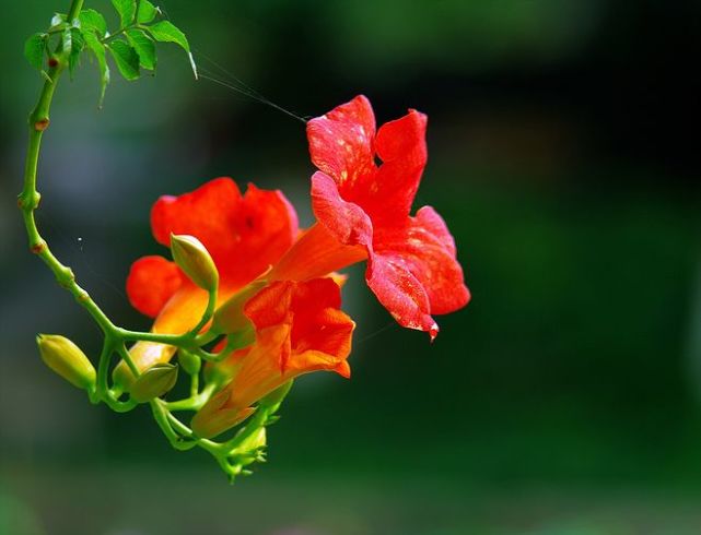 运势|脑子灵光，运势不弱的3生肖，农历5月人生成功转顺，开启致富之门！
