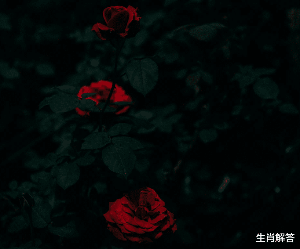 生肖解答|7月，思念难熬，回头再爱，不离不弃，3生肖兜兜转转，复合如初