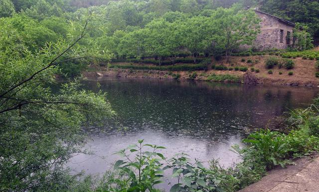 呱唧小厨房 小偷晚上偷鱼塘里的鱼，被毒蛇咬伤淹死了，塘主人要负责任吗？