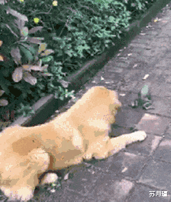 苏月瑾|“漂亮的老板娘亲自下面给客人吃,生意不好都天理难容!”