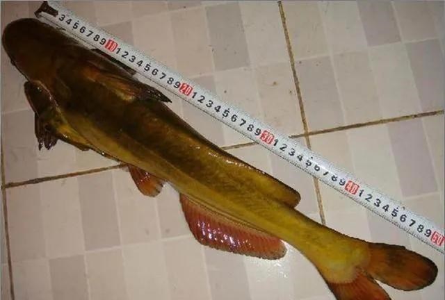 银行|丝袜“征服”了男人和银行,用来打窝专攻无鳞鱼,简单又好用