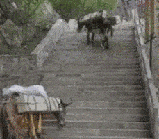 风云视角|搞笑GIF: 这是多少男人回家后想看见的画面