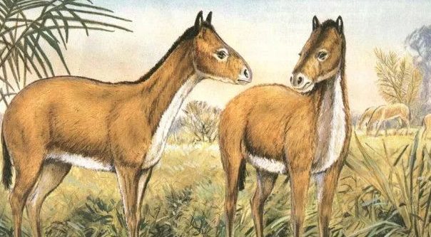 哺乳动物|地质中新世时期,是猿类和原始人的黄金时代