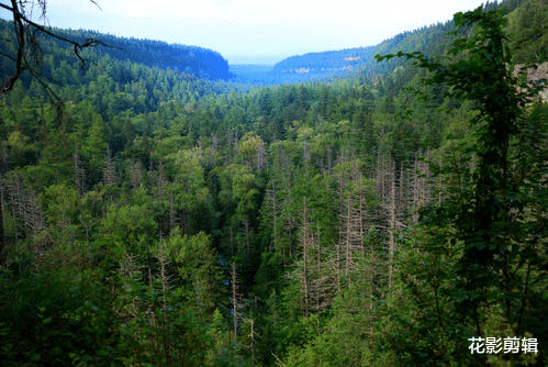 花影剪辑 农民砍自家种的树还要被判刑