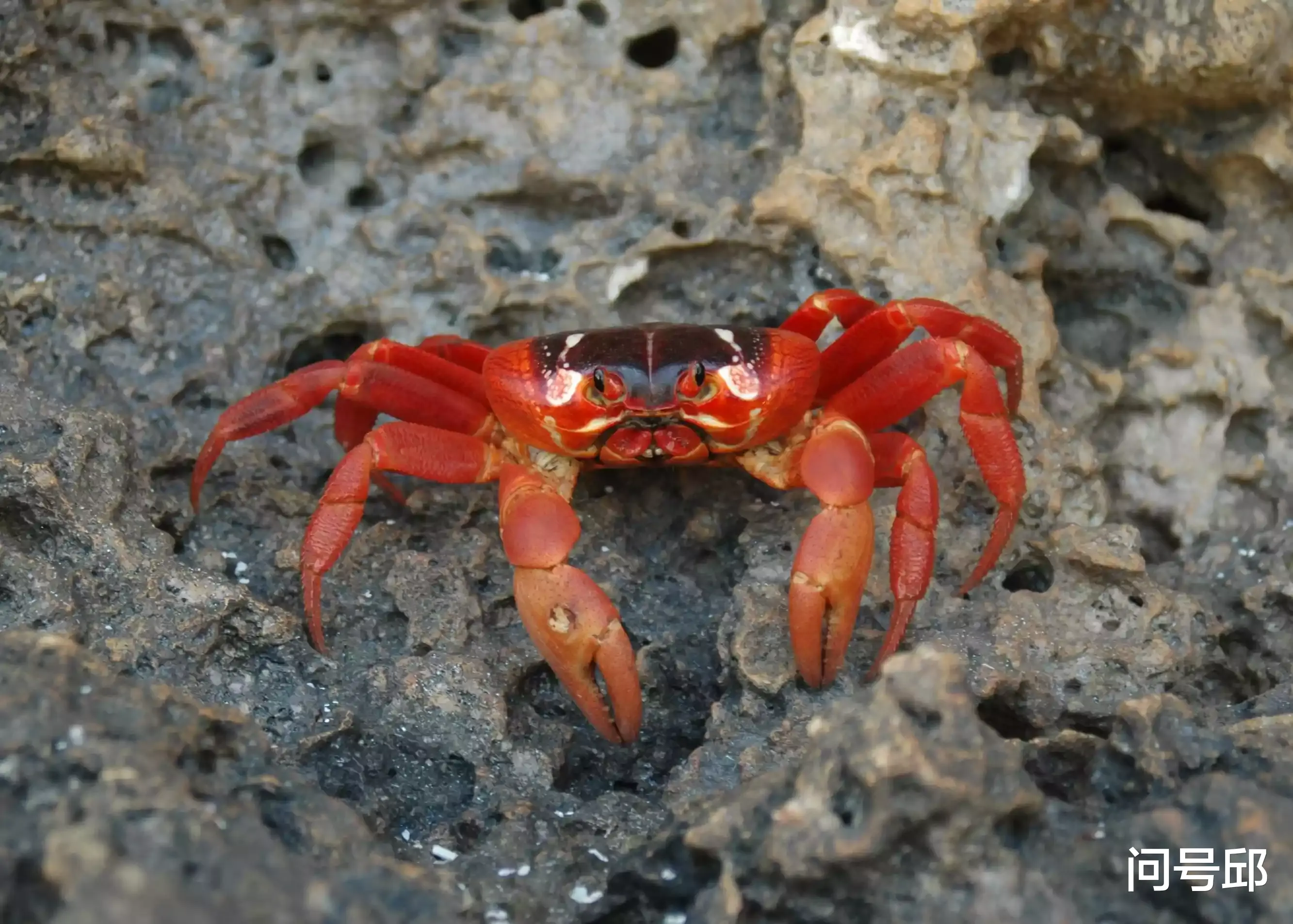 粉色 10种奇怪的螃蟹:有五颜六色的体色,有稀奇古怪的模样