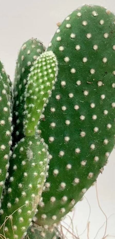 MINI迷你绿植控必备的桌面植物