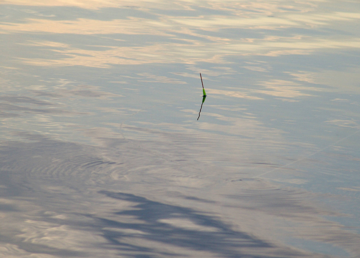 |[鱼的基础知识] 鱼类六个共性的生活习性