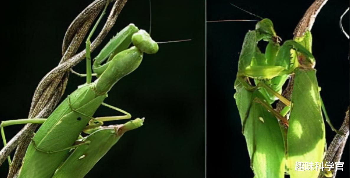 母螳螂交配后就要吃掉“丈夫”，为什么雄性螳螂不反抗也不逃走？