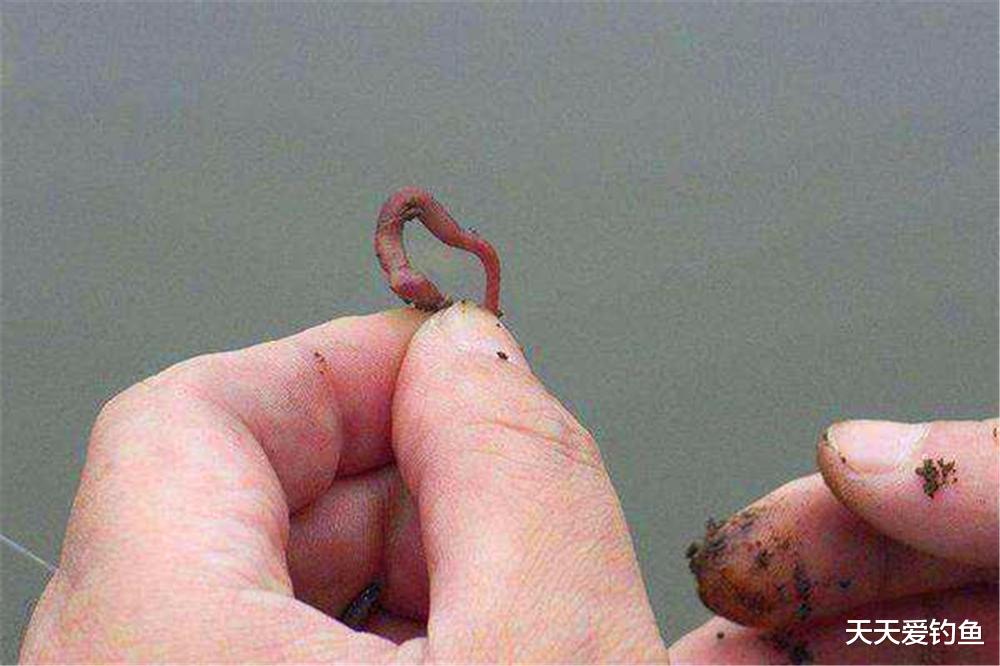 啤酒|三伏天钓鱼，用饵的几个“妙招”，用啤酒开饵最有特色