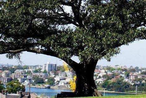 舜网 凭直觉你认为哪棵树后面有人，测你身边谁偷偷地喜欢你，爱情道路会一帆风顺吗