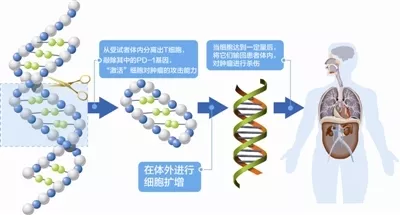 转基因 基因编辑≠转基因，但都是在赌博？