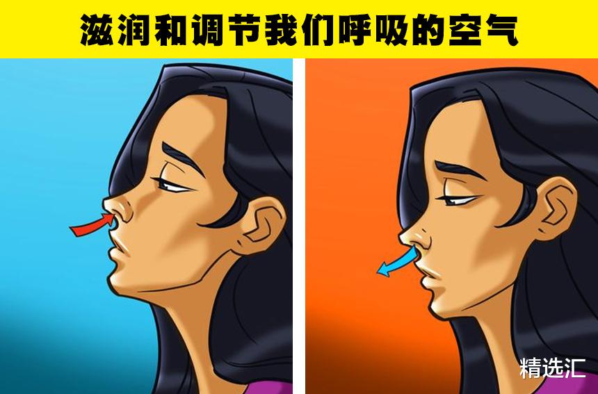  你的鼻子比你想象的更强大！人类鼻子所存在的7个强大的功能