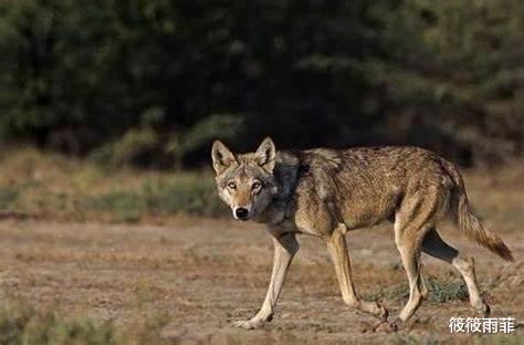 野生动物 野外遇到狼能不能转身逃跑？了解狼的这5个弱点，再做决定